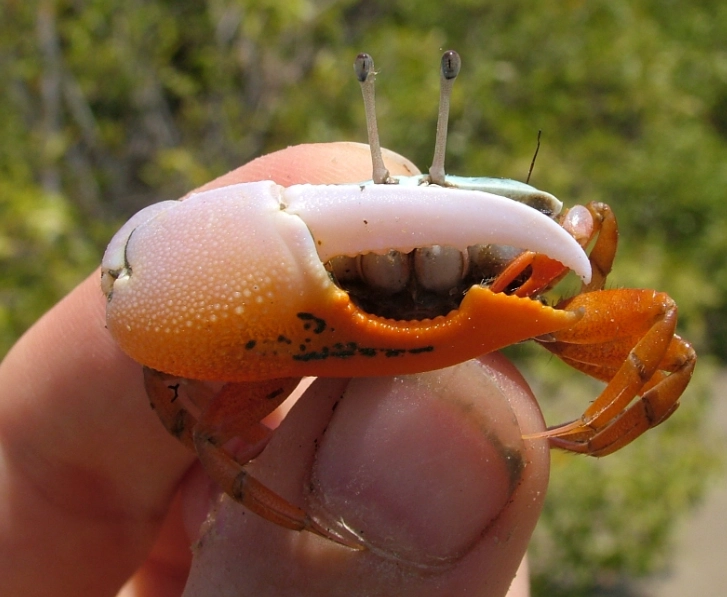 where to find fiddler crabs