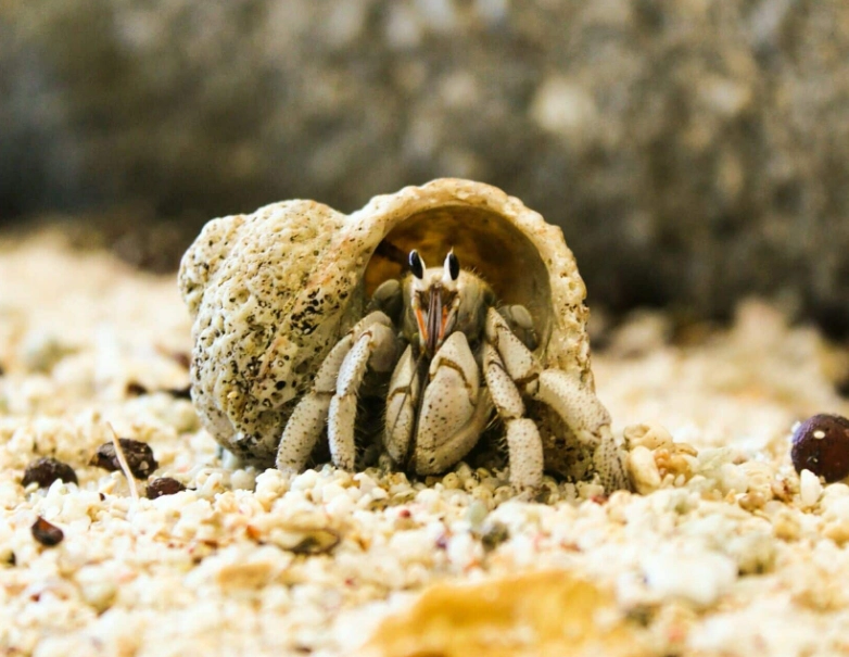 measuring violin crab carapace