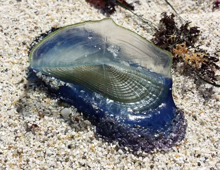 sailor jellyfish safe sailor jellyfish safe