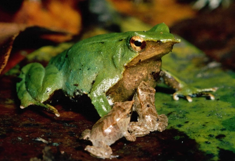 Darwin's frog reproduction Darwin's frog reproduction