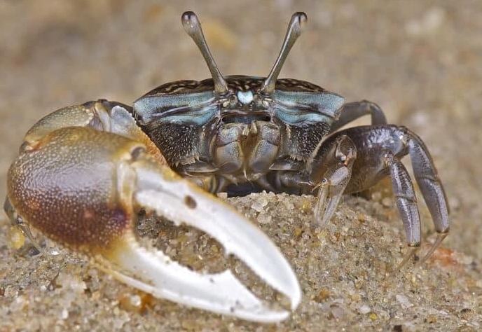 where to find fiddler crabs