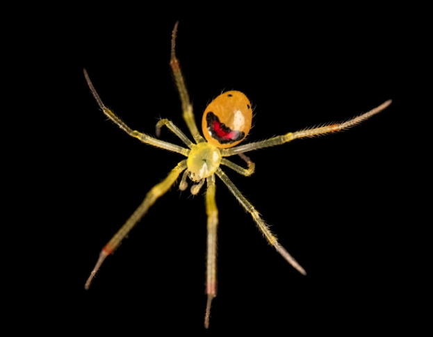 happy face spider in hawaii