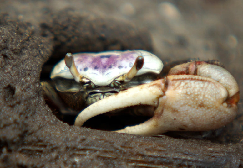 baby fiddler crab facts