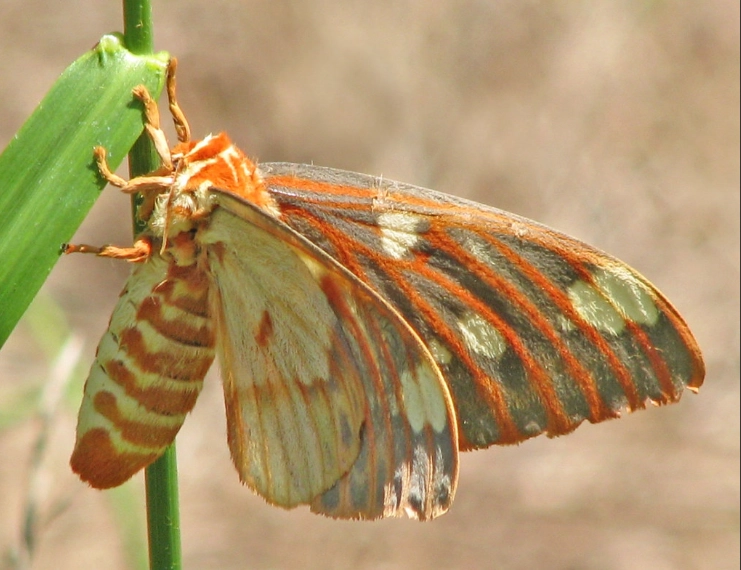 citheronia regalis caterpillar citheronia regalis caterpillar