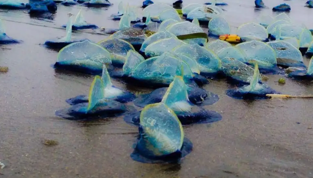 jellyfish identification
