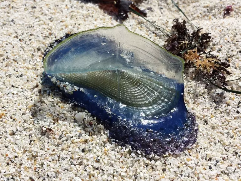 Velella velella