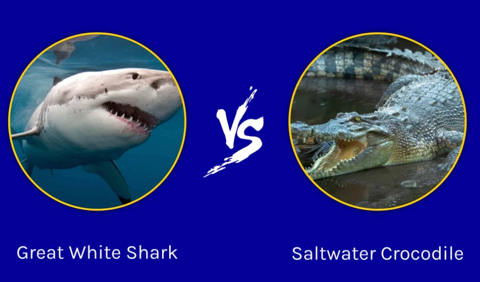 crocodile shark behavior