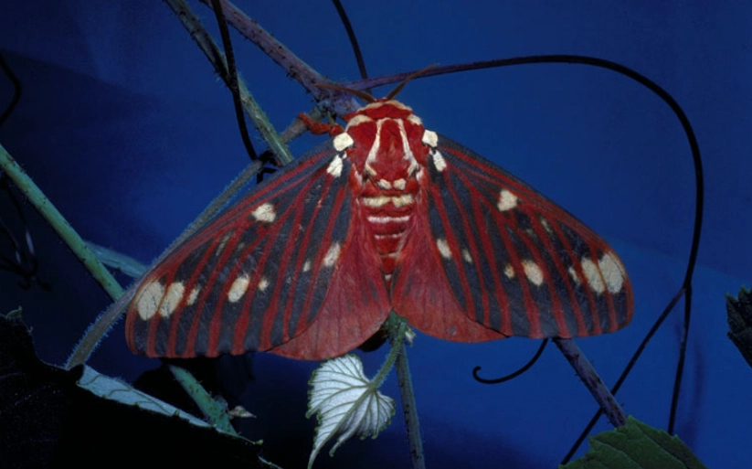 regal moth identification regal moth identification