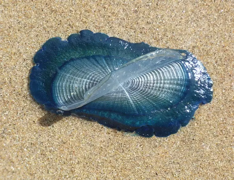 by-the-wind sailor facts