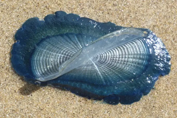 Can Velella velella sting you?