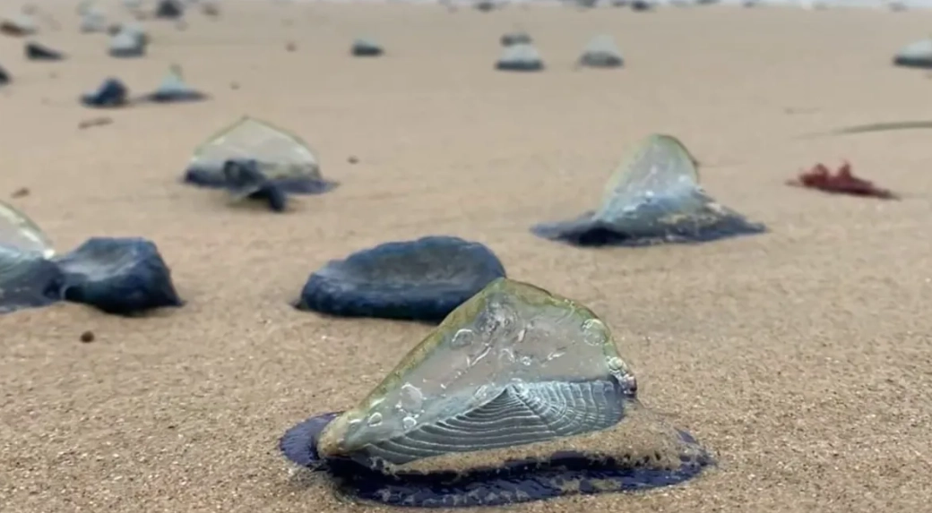 Velella velella