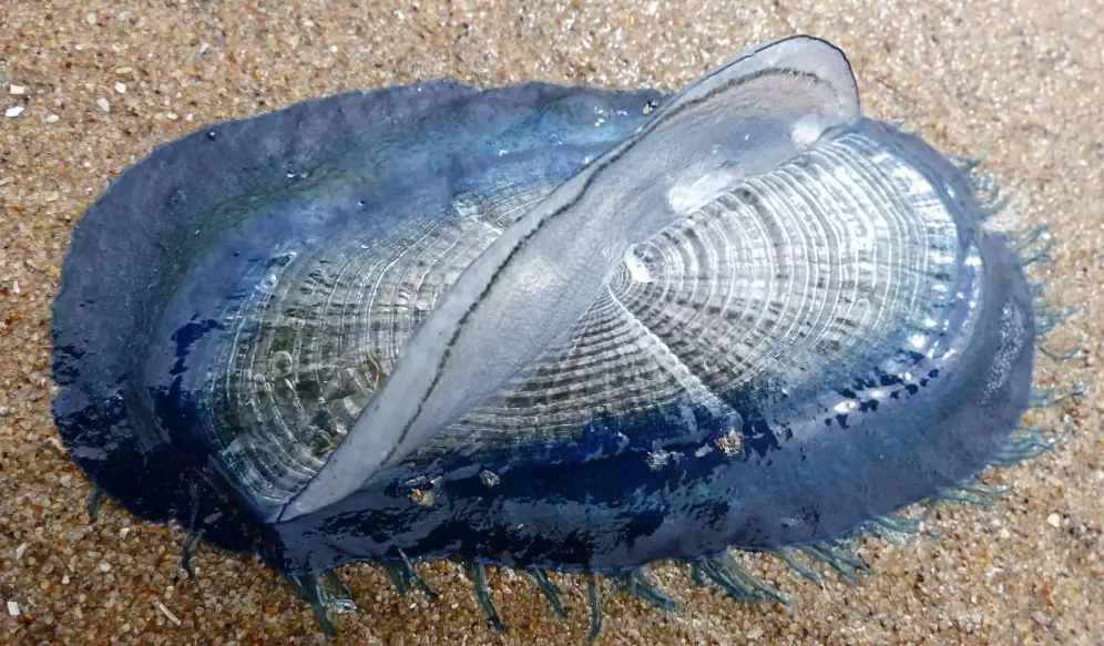 By-the-wind sailor Appearance