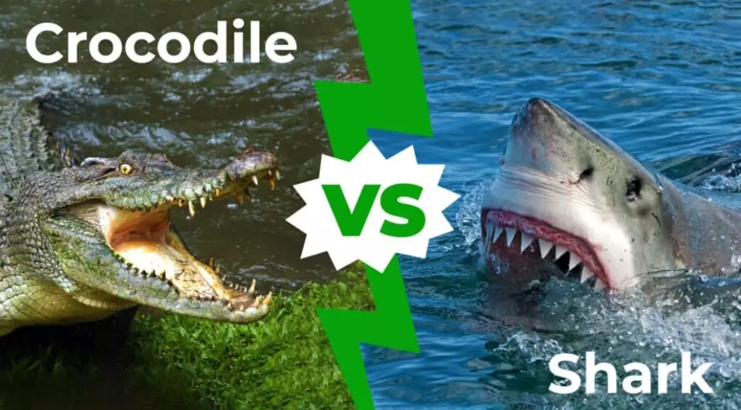 Are crocodile sharks aggressive?
