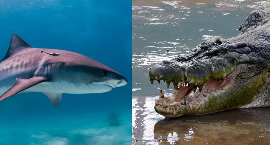 crocodile shark behavior