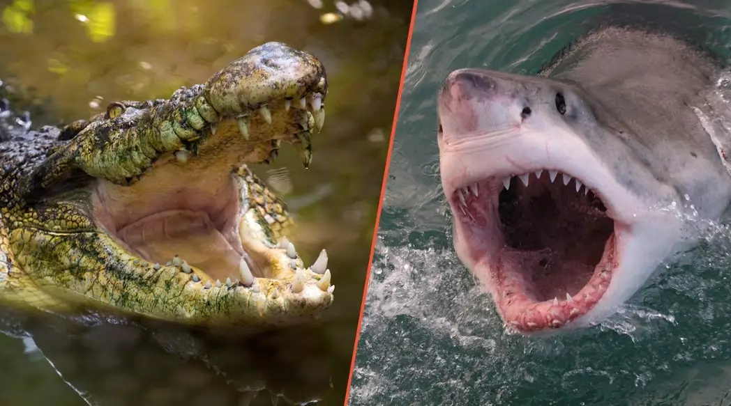 are crocodile sharks dangerous