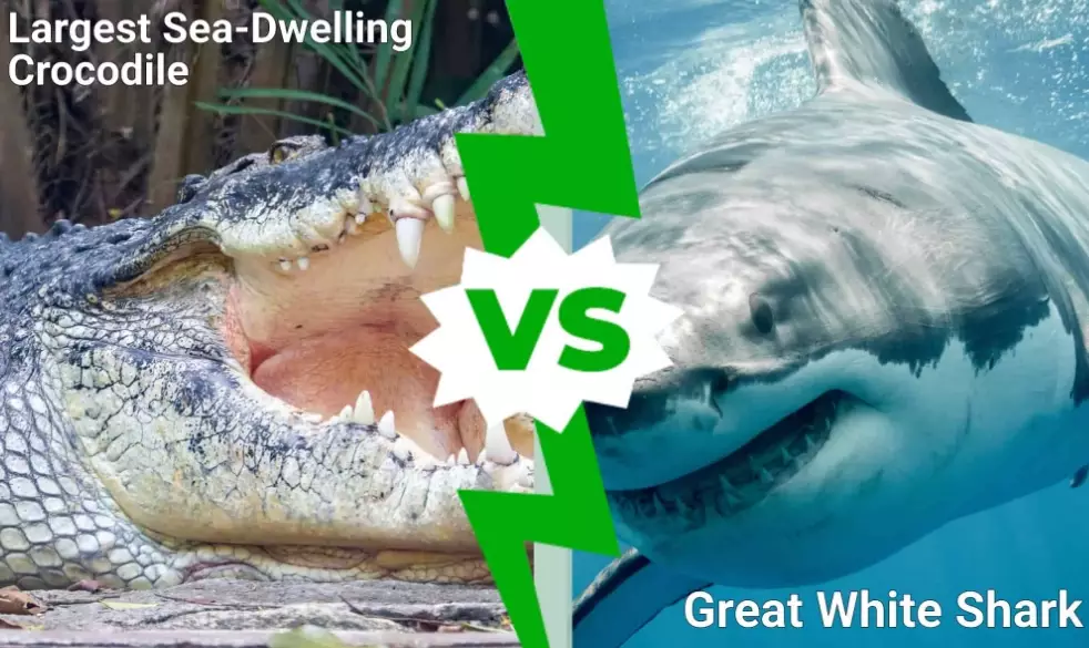 crocodile shark aggression