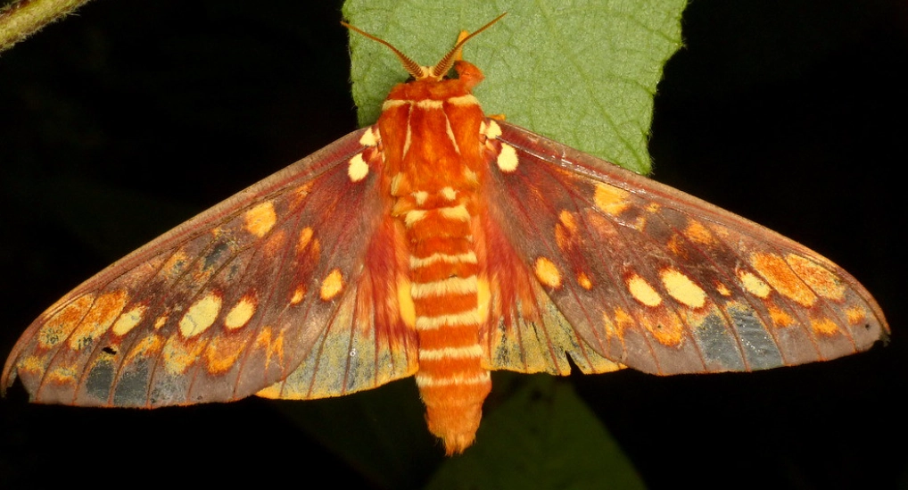 raising regal moth raising regal moth