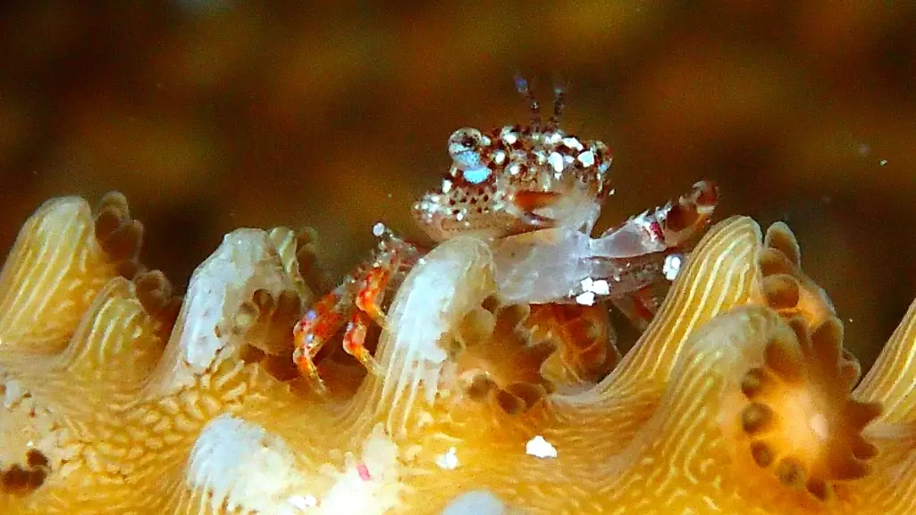 coral reef crabs
