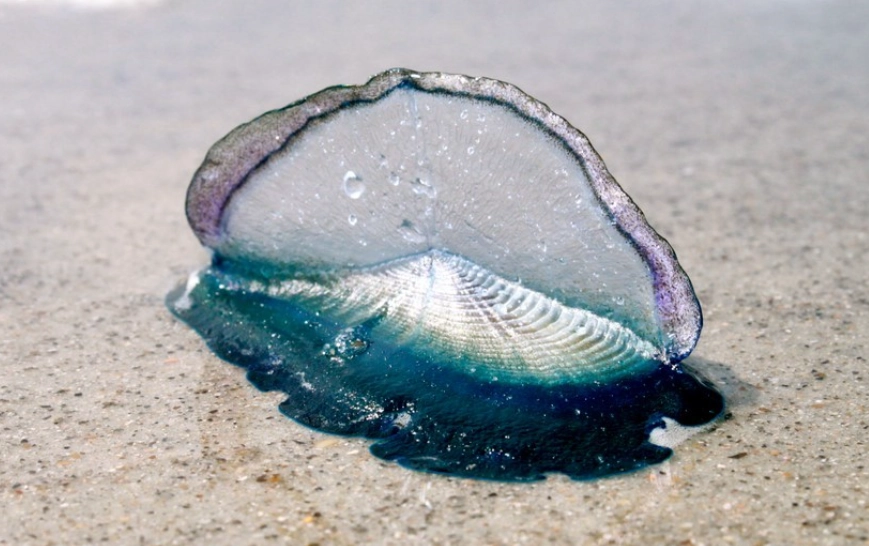 Velella velella