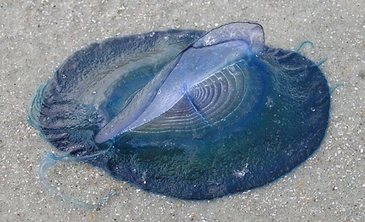 by-the-wind sailor jellyfish