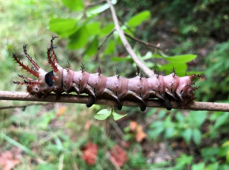 citheronia regalis caterpillar citheronia regalis caterpillar