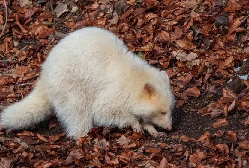 albino animal genetics