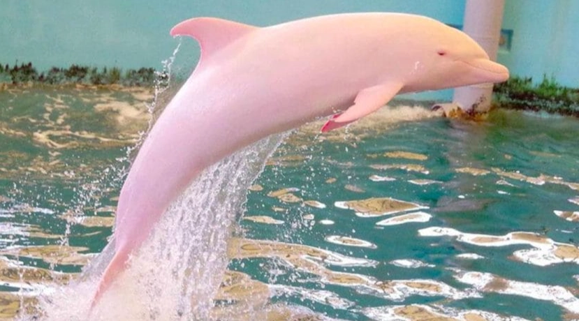 Pink albino animals