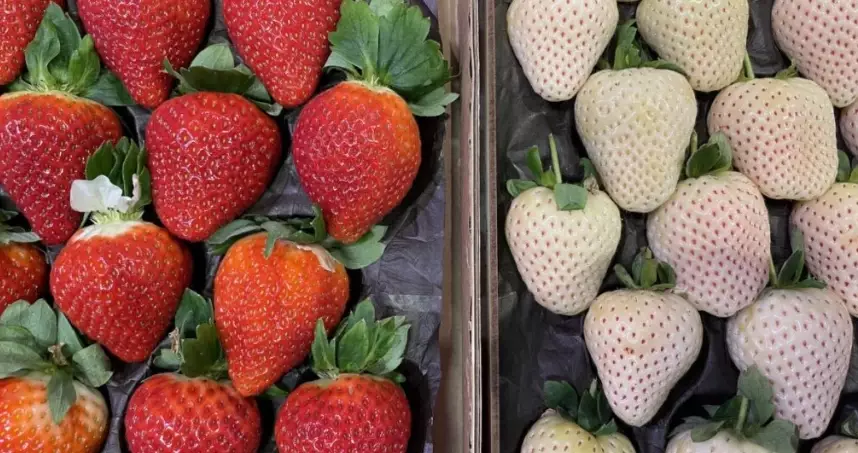 chlorophyll deficiency chlorophyll deficiency