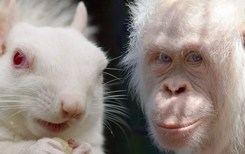albino animal rarity albino animal rarity