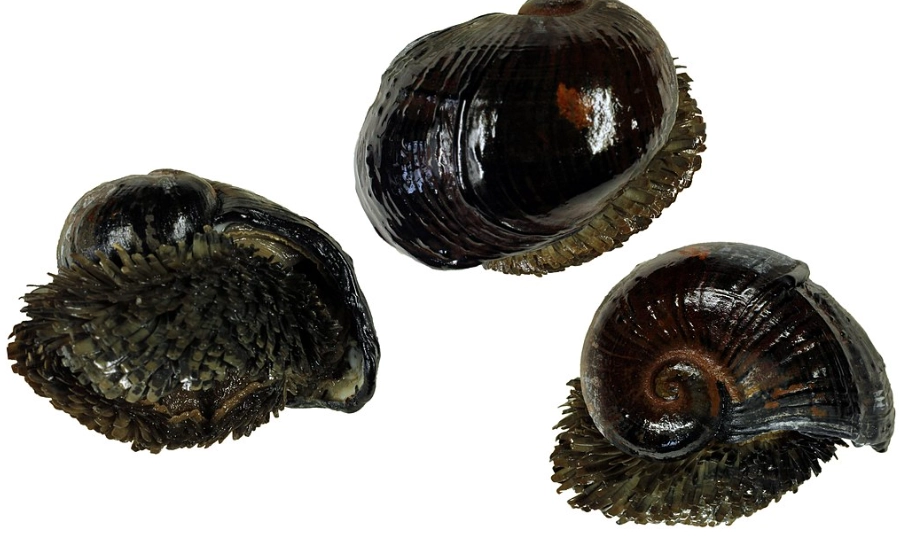 scaly-foot snail shell