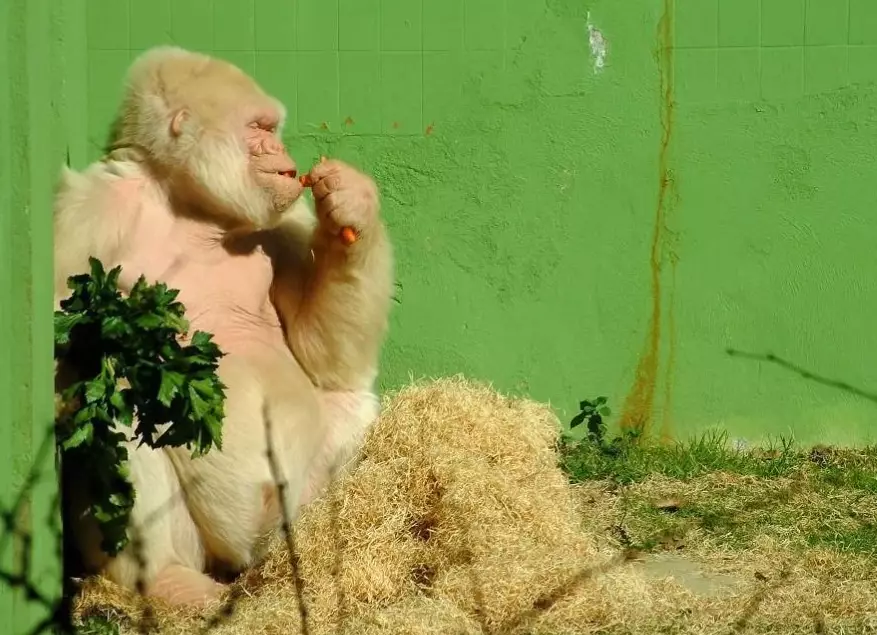 albino animal genetics