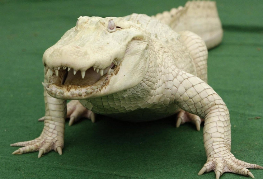 white animals in wildlife white animals in wildlife