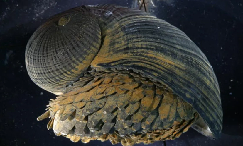deep sea snail adaptations