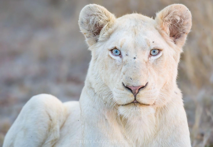 albinism health effects