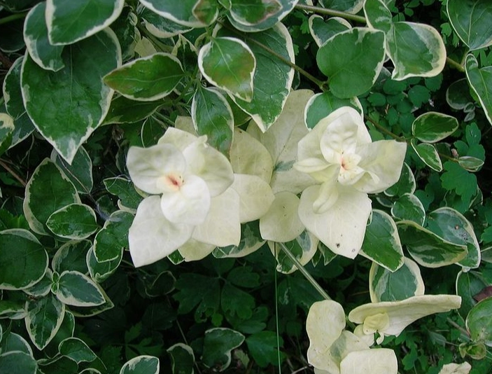 plant albinism plant albinism
