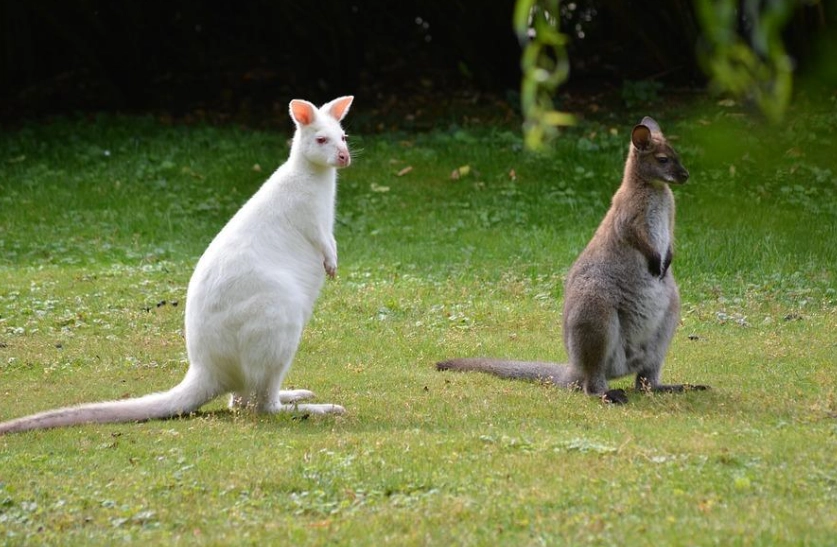 albinism health effects