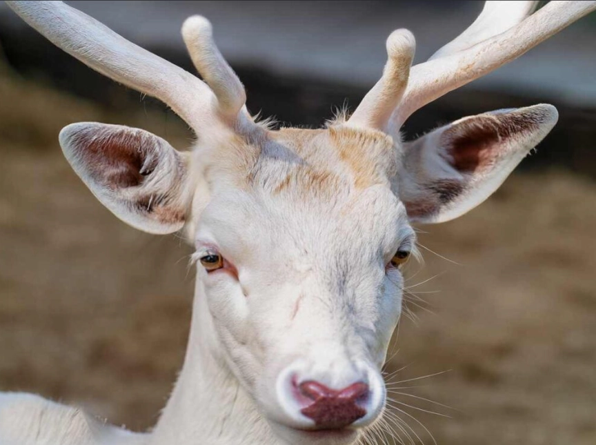 leucistic animals leucistic animals