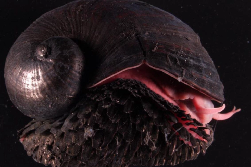 Are scaly-foot snails endangered?