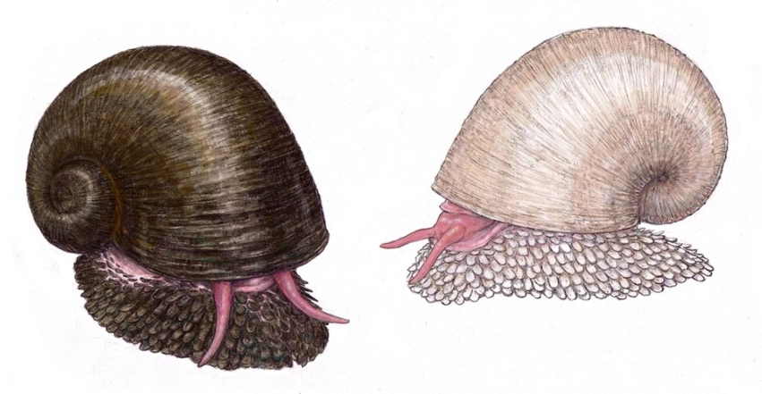 deep-sea snail conservation