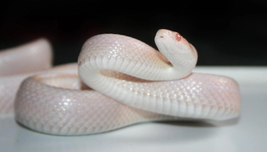 What causes an animal to become albino?