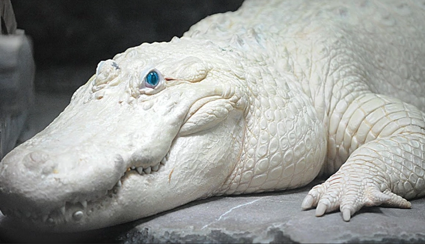 white animals in wildlife white animals in wildlife