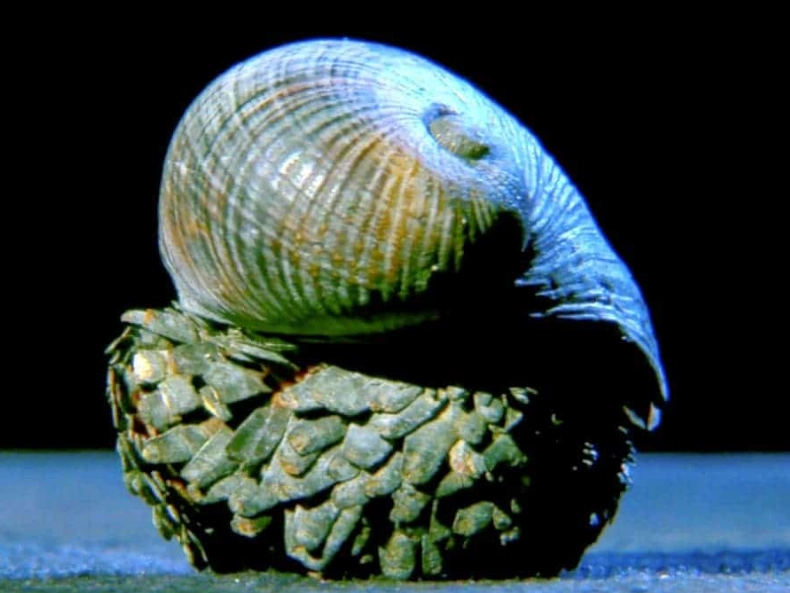 What does the scaly-foot snail eat?