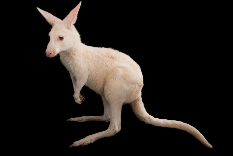 albino animals albino animals