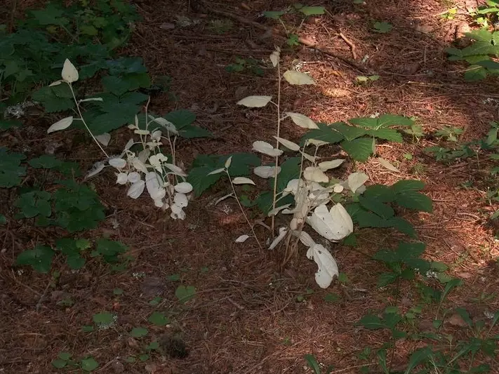 chlorophyll deficiency chlorophyll deficiency