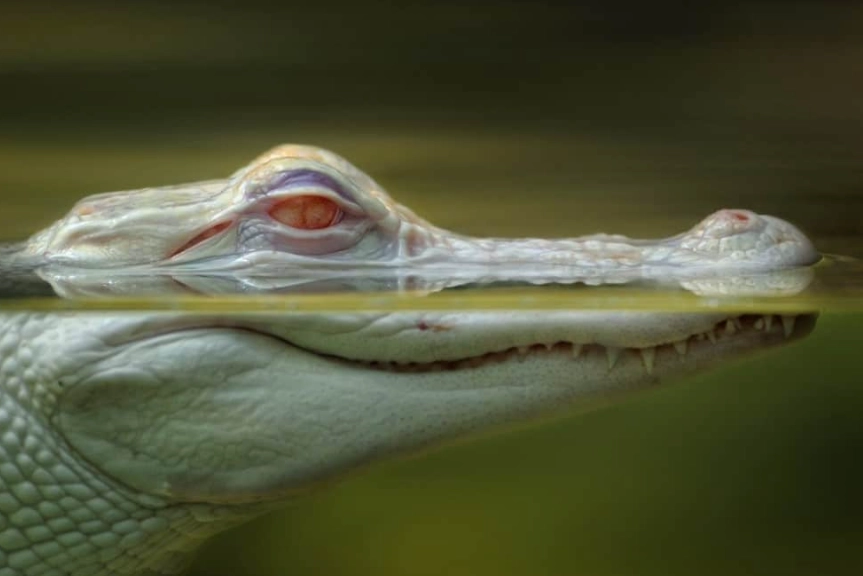 animals with albinism