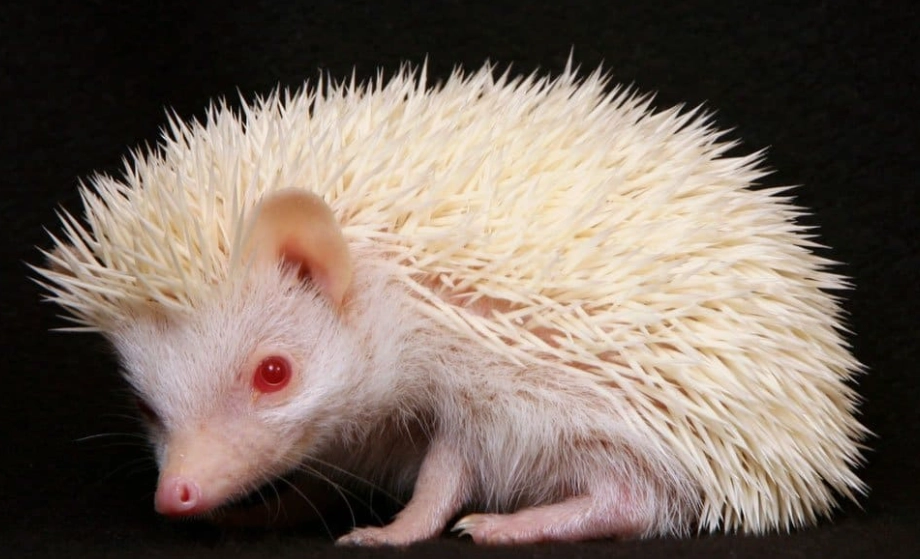 animals with albinism animals with albinism