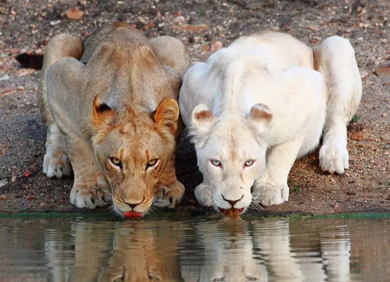 albino animal rarity albino animal rarity