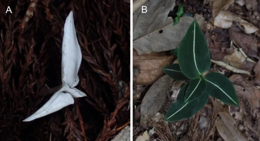 living with albinism