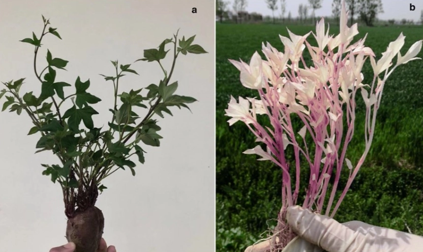 white leaves on plants white leaves on plants