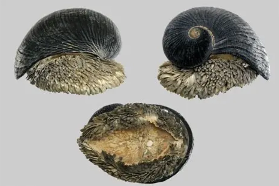 The Scaly-Foot Snail: Is This Real-Life Deep Sea Creature?